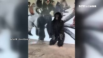 法拉利姐扮猩猩　改當直播主月入4萬