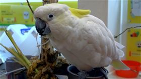 葵花鳳頭鸚鵡「雅虎」(圖／臺北市立動物園提供)