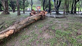 南投暴雨狂炸大樹倒塌　砸爛記者座車（圖／翻攝畫面）