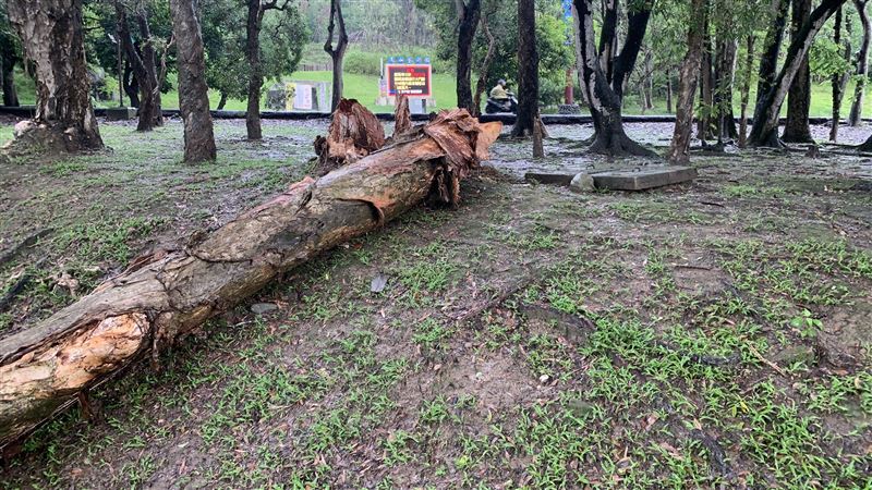 樹下拍全家福　下秒斷枝砸死懷中女嬰