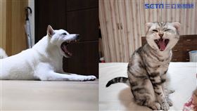 狗、貓、大戰、凶狠、動物（資料照