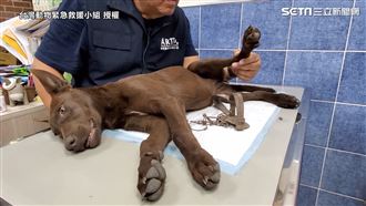 高雄捕獸夾好多　半個月扯斷5條狗腳