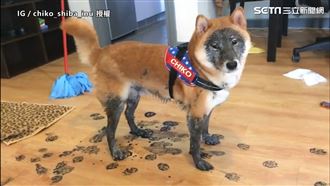 家中滿地黑腳印　柴柴耳朵開飛機道歉