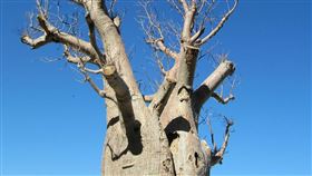 大肚子樹,瓶子樹,adansonia（圖／Pixabay)