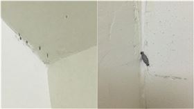 （圖／翻攝自爆系知識家）