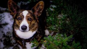 柯基 寵物（圖／翻攝自pixabay）