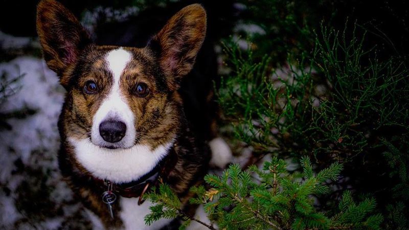愛犬半夜突吹狗螺！超毛巧合他嚇傻