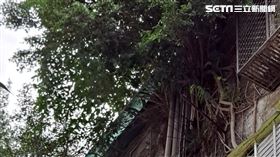 5樓屋頂「種榕樹＋養魚」樹根全棟亂竄　鄰居漏水全都哭了。（圖／李柏毅提供）