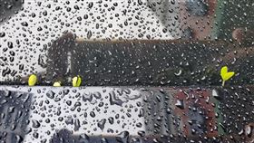 新北,汐止,汽車,樹苗,網友（圖／翻攝汐止集團）