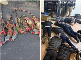 綠鬣蜥,彈弓,外來種,戰犯,