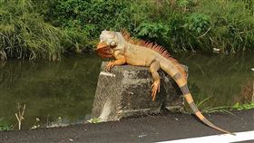 屏東縣萬丹婦人發現巨大綠鬣蜥。（圖／翻攝自屏東縣萬丹鄉交流地臉書）