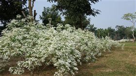 台南山上花園水道博物館白雪木盛開台南山上花園水道博物館園區步道旁種植整排又名「聖誕初雪」的白雪木，近日有大片白花盛開，矮小茂密的花叢相當別緻可愛，營造出節慶感。（館方提供）中央社記者楊思瑞台南傳真  109年12月15日