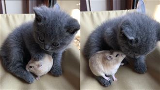 倉鼠蹭小奶貓超和平　網哀號：完蛋了