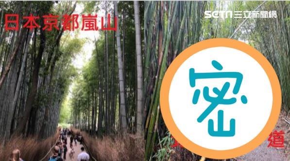 偽出國秘境！真有京都嵐山竹林的錯覺