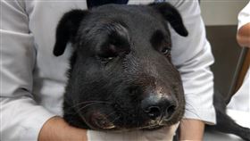 浪浪遭蛇吻腫如豬頭　獸醫診療當場排出大量血尿（圖／翻攝自新北市官網）