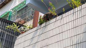 獼猴,人類,搶食