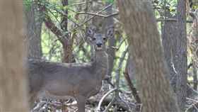 鹿　野鹿
https://www.flickr.com/photos/80054014@N07/16741384203/in/photolist-rvnYge-otrYPG-5XjDrF-oKEBWk-866hy8-7oUtR6-6Bx5z5-7ggNtq-7gcUHr-efYW4x-8kEyHA-5pdMLS-ssaahg-86sGLA-7kyJct-2P7Jwm-ai2Zxb-f3gxr-5N