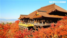 獨／日本清水寺整修後曝光楓葉滿開　神社全面封鎖洗手儀式（圖／Duncan提供）