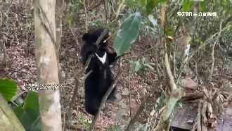 黑熊誤入陷阱慘截肢　掃描赫見中3槍