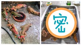 綠鬣蜥（圖／讀者提供）