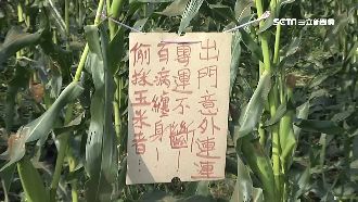 玉米賊別來！農民怒寫「超衰告示牌」