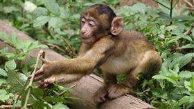 巴巴利獼猴逃離柵欄後，誤闖獅子園遭獅子咬死。（圖／翻攝自維基百科）
