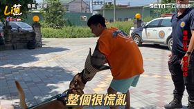 警犬見嫌犯秒衝車內狂咬　香蕉體驗驚人咬合力嚇到發抖
