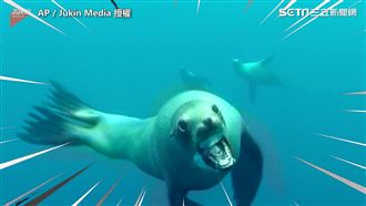 親民小海獅一秒反轉　暴衝嚇壞潛水員
