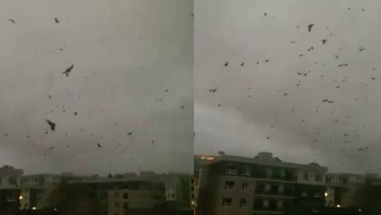 末日來臨？上萬隻烏鴉空中狂飛14h