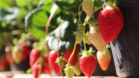 大湖草莓新品種戀香試種有成農委會苗栗農改場孕育草莓新品種「戀香」由大湖農會取得授權，經農民半年試種，16日發表成果，果形大又漂亮，香氣足而不膩，甜度可達16度，媲美日本草莓。中央社記者管瑞平攝　109年1月16日