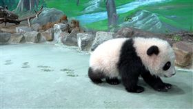 圓寶(圖／臺北市立動物園提供)