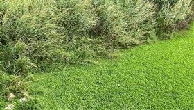 南湖溪水芙蓉爆發　大湖草莓農憂影響灌溉苗栗大湖地區有草莓農發現南湖溪近來呈現「綠油油」一片，大片水芙蓉覆蓋水面，憂心灌溉取水不便，恐影響生計；大湖鄉長胡娘妹15日表示，已尋求上級機關協助清除，務求「斬草除根」。（民眾提供）中央社記者管瑞平傳真　109年12月15日