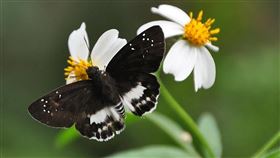 外來種大花咸豐草大花咸豐草被當蜜源植物，有段蜂農尋求蜜源往事，但強韌生命力也成為威脅本土花草的外來入侵者。中央社記者黃旭昇新北市攝  109年12月15日