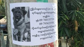 KIKI自己坐在尋狗啟事下，被人發現後順利回家。（圖／翻攝自邁阿特臉書）