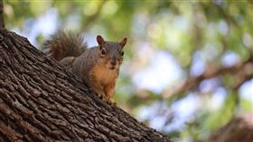 松鼠（圖／翻攝自Pixabay）