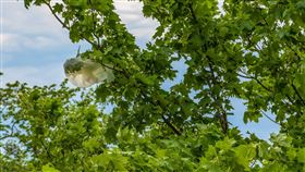 樹上(圖／翻攝自Pixabay)