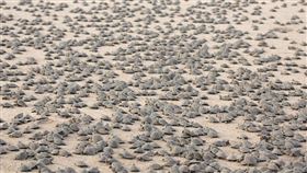 烏龜,孵化,沙灘,亞馬遜