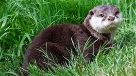 水獺 動物園（圖／翻攝自pixabay）