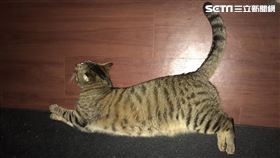 寵物,貓,狗,安靜,遛,PTT　圖／記者廖福生攝影