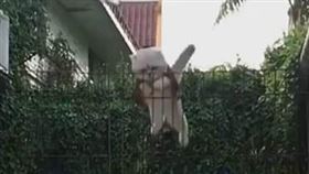 喵皇起飛狼狽落地　網：超人的破壞力 相信不少人都有聽過周杰倫的《超人會飛》，但你有看過會飛的貓咪嗎？日前有網友在臉書社團「爆笑公社」分享一則影片，片中的喵皇先以絕帥的英姿衝上天際卻狼狽收場，讓網友開玩笑的說「超人的破壞力！」 https://www.facebook.com/miller.mike.3998/videos/3801643129854691 圖／翻攝自臉書 爆笑公社