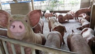 獨/豬農為何愛廚餘飼養?背後真相曝光