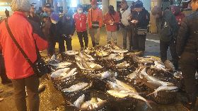 澎湖漁船捕獲滿船紅甘  市場搶標（1