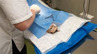 獨／毛孩有3症狀快就醫　可能罹癌了