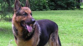 耶戈爾被2隻德國牧羊犬撕咬。 （圖／翻攝自維基百科）