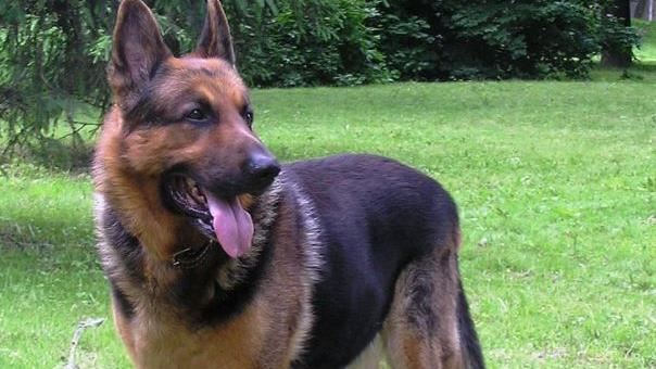 牧羊犬另一面！14歲主人家中被咬死