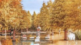 台中后里泰安國小落羽松祕境（圖／IG使用者提供）