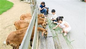 可樂旅遊推薦寒假前往苗栗飛牛牧場。（圖／可樂旅遊提供）
