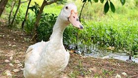 松菸南霸天,鴨子,失蹤,老鴨 圖／翻攝松山文創園區臉書粉絲團