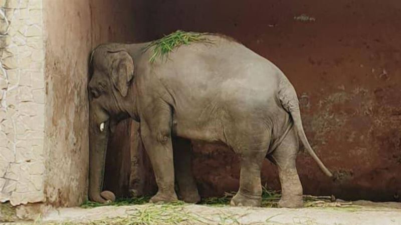 最爛動物園關閉　大象卡瓦安結束禁閉