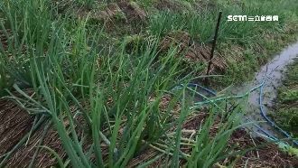 宜蘭三星蔥遭雨侵襲　擬移花蓮保種